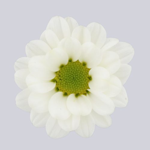 Fabiani White