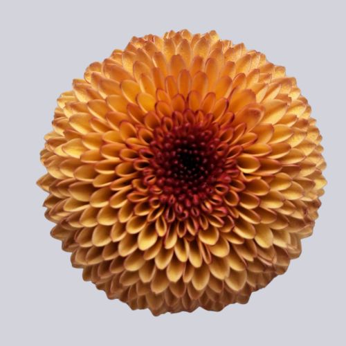 Valerio Apricot