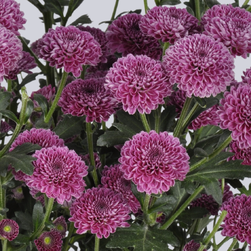 Calimero Purple