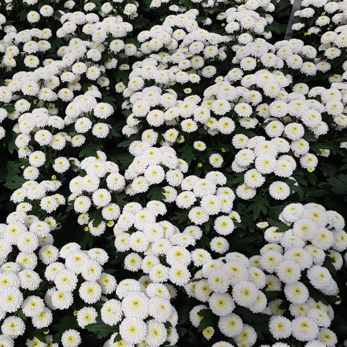 Biaggi White