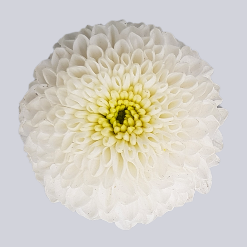 Biaggi White