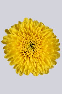 High resolution image 2