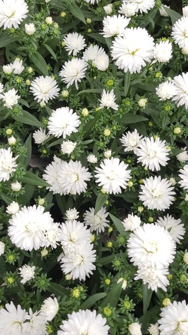 Astella White