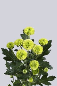 High resolution image 2
