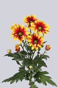 High resolution image 2