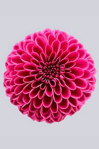 High resolution image 1