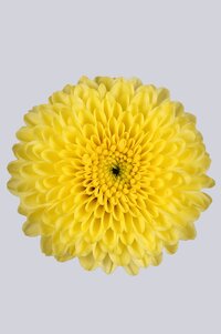 High resolution image 1