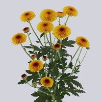 High resolution image 1