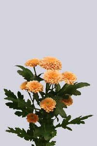 High resolution image 2