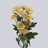 High resolution image 2