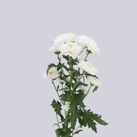 High resolution image 2