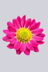 High resolution image 1