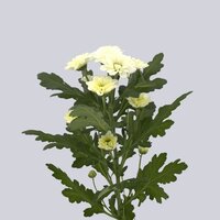 High resolution image 2