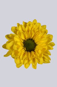 High resolution image 1