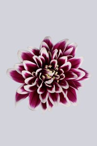 High resolution image 1