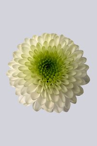 High resolution image 1