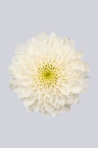 High resolution image 1