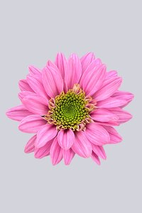 High resolution image 1