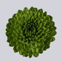 High resolution image 1