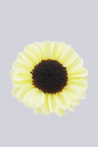 High resolution image 1