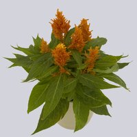High resolution image 1