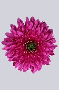High resolution image 1