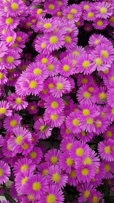 Starletta Nova Pink