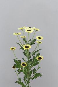 High resolution image 2