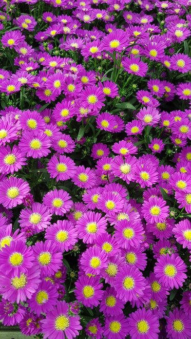 Starletta Purple Red
