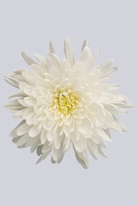 High resolution image 1