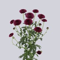 High resolution image 2