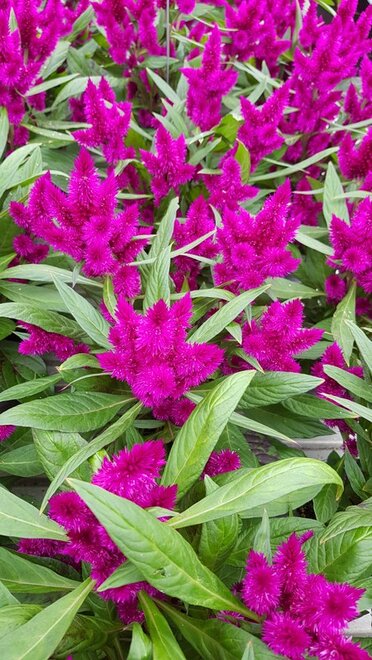 Intenz Dark Purple