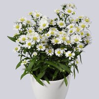 High resolution image 1
