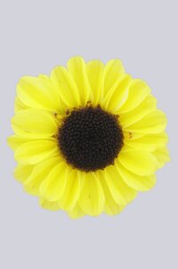High resolution image 1