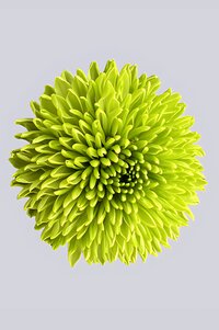 High resolution image 1