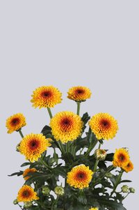 High resolution image 2