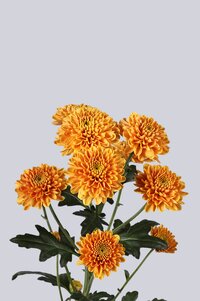 High resolution image 2