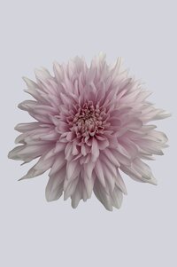 High resolution image 1