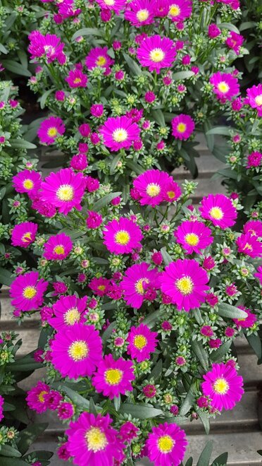 Starletta Fuchsia