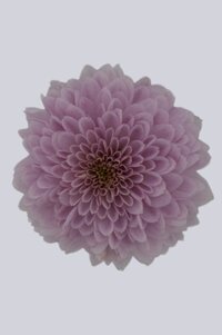 High resolution image 1