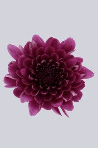 High resolution image 1