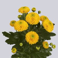 High resolution image 2