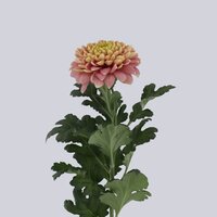 High resolution image 2
