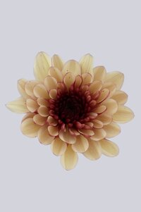 High resolution image 1