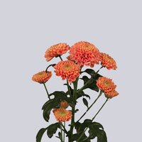 High resolution image 2