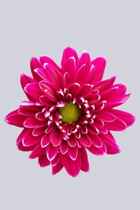 High resolution image 1