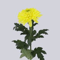 High resolution image 2