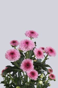 High resolution image 2