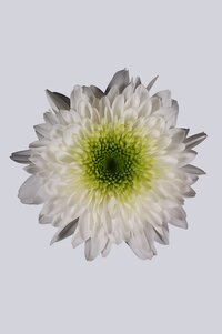 High resolution image 1