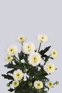 High resolution image 2